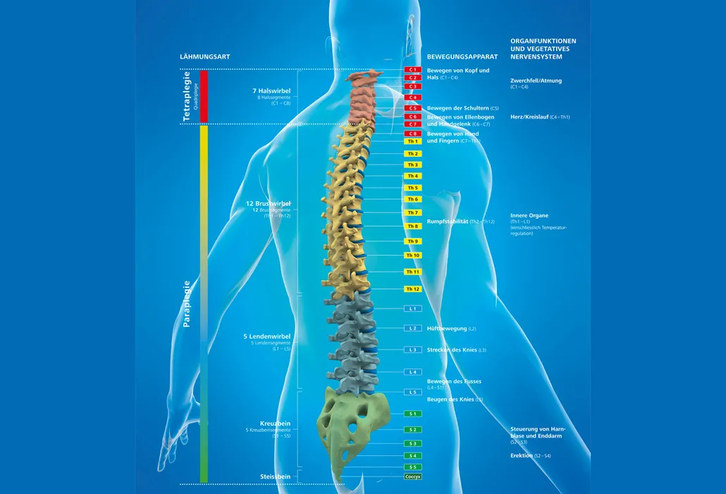 Graphical representation of the human spine with the individual vertebrae, to explain what the individual vertebrae are called and where paraplegia or tetraplegia are involved.