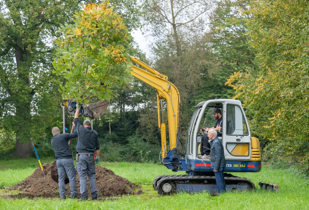 Michael Lüber sitzt in einem Bagger und pflanzt einen Kastanienbaum.