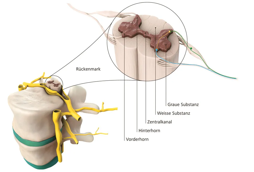 darstellung-rueckenmark-02